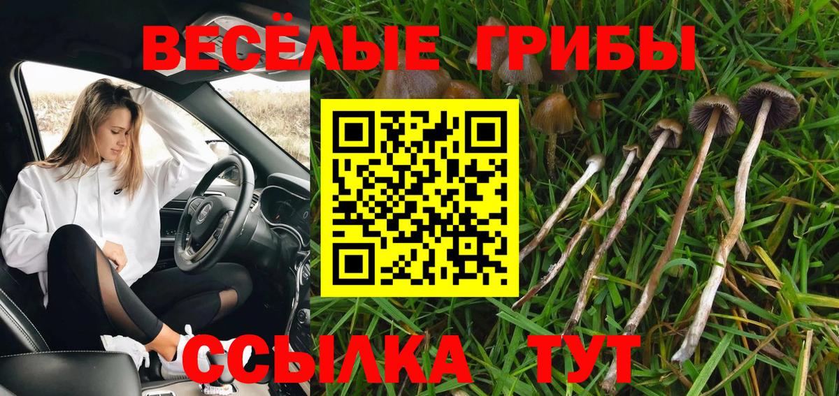 Псилоцибиновые грибы MAGIC MUSHROOMS  Галлюциногенные грибы MAGIC MUSHROOMS  где можно купить   Волгоград  Вход с VPN 